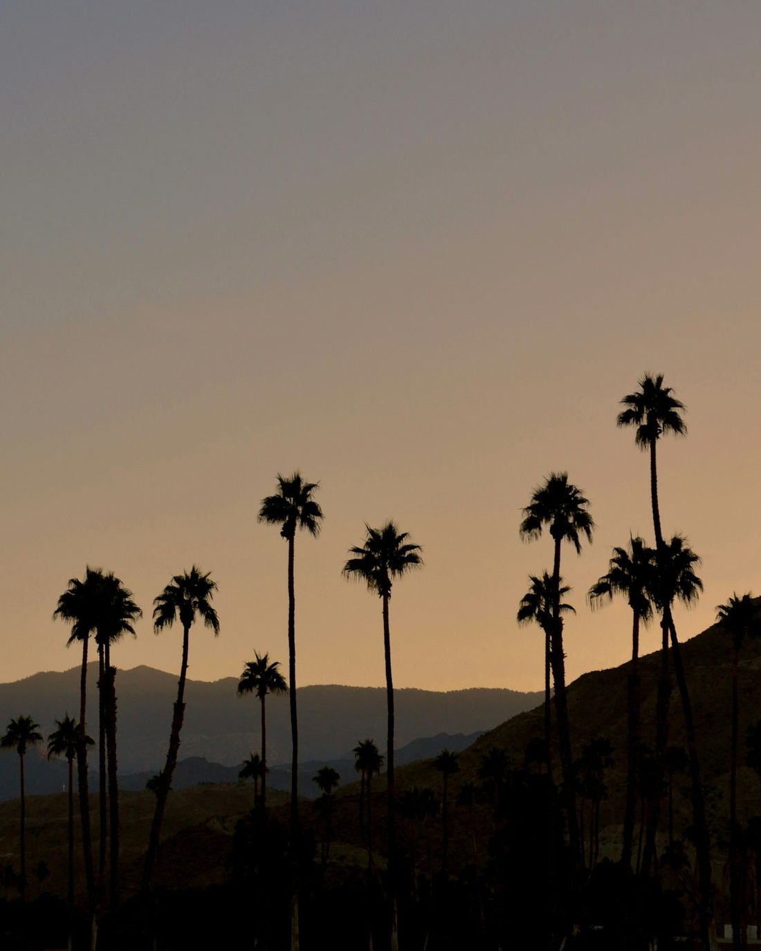 Palm trees silhouetted against the desert sky at dusk